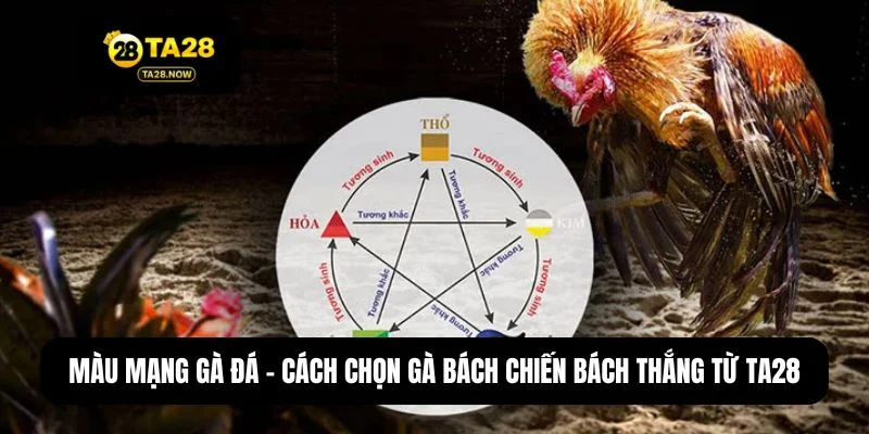 Màu mạng gà đá